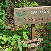 Sign in a poison ivy patch, warning about poison ivy. 